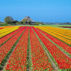 Netherlands, North Holland, Den Helder. Rows of colorful flowering tulips in a bulb