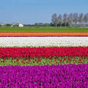 Netherlands, North Holland, Venhuizen. Colorful tulip fields in early spring
