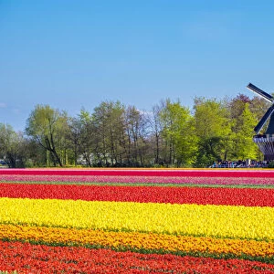 Netherlands, South Holland, Lisse. Dutch tulips flowers in a field in front of the