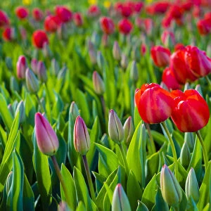 Netherlands, South Holland, Lisse. Dutch tulips in bloom in a bulb field in early spring