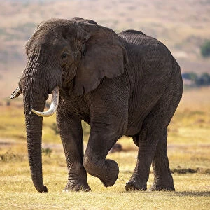 Ngorongoro Conservation Area, Tanzania, Africa. African bush elephant
