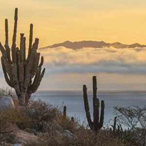 North America, Mexico, Baja California Sur, El Sargento, Ventanan bay, cactus landscape