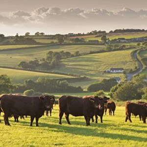 North Devon Red Ruby cattle herd grazing in the rolling countryside, Black Dog, Devon, England
