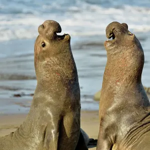 Northern elephant seal (Mirounga angustirostris) Males engaged in breeding territory fight at breeding rookery, San Simeon, Piedras Blancas Rookery, California, USA