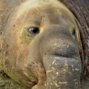 Northern elephant seal (Mirounga angustirostris), San Simeon, Piedras Blancas Rookery, California, USA