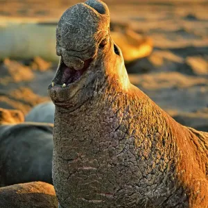 Northern elephant seal (Mirounga angustirostris) Bull/male displaying at breeding colony, San Simeon, Piedras Blancas Rookery, California, USA