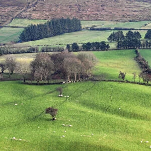 Northern Ireland, County Tyrone, the Sperrins, sheep in farmland