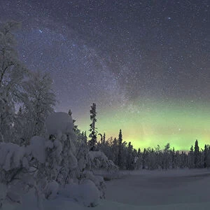 Northern lights over the frozen trees of Lapland in winter, Akaslompolo