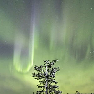 Northern lights and starry sky on the snowy landscape and the frozen trees Levi Sirkka