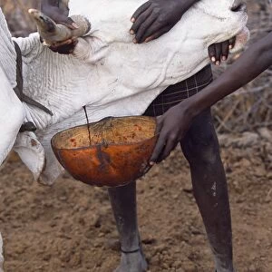 A Nyangatom boy catches blood from the artery of a cow in a gourd