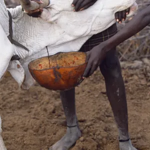 A Nyangatom boy catches blood from the artery of a cow in a gourd