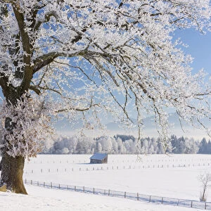 Oak tree at Kochelmoos in winter, Toelzer Land, Upper Bavaria, Alps, Isarwinkel