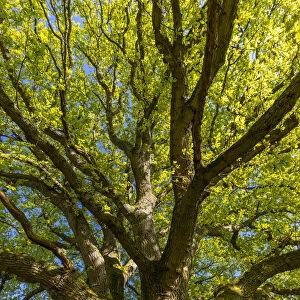 Oak Tree, North Downs, Guildford, Surrey, England, UK