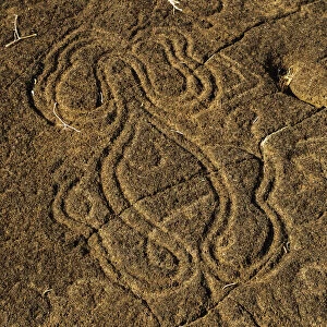 Octopus Petroglyph Papa Mangai in Papa Vaka, Rapa Nui National Park, Easter Island
