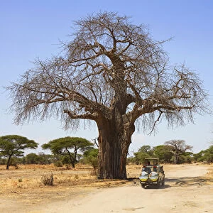 An off road safari vehicle under a giant Adansonia tree (Baobab) in the Central Serengeti