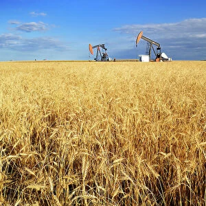 Oil pump jacks and wheat field Carlyle Saskatchewan, Canada