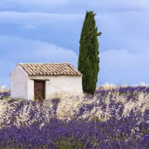 Old barn in the lavender field, Valensole, Provence, France