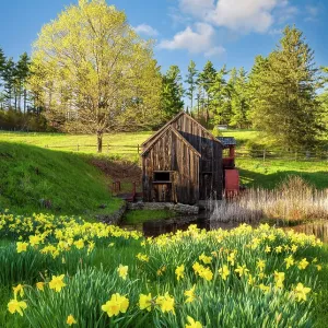 The Old Guildall Grist Mill with yellow daffodils, Northeast Kingdom, Guildhall, Vermont, USA Guildhall, Vermont, USA The Old Guildall Grist Mill with yellow daffodils, Northeast Kingdom, Guildhall, Vermont, USA Guildhall, Vermont, USA