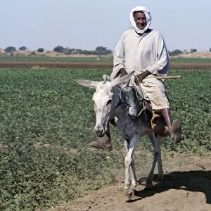 An old man rides his donkey along a path beside farmland