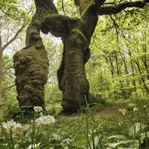 Old oak tree - Betteleiche and wild garlic blossoms, ramsons, allium ursinum, Hainich National Park, Thuringia, Germany