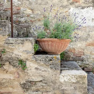 Old stone steps with lavendar plant in terracotta bowl, Lucignano d'Asso, Province of Siena, Tuscany, Italy