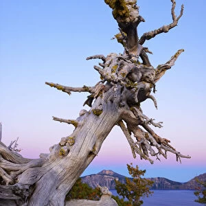 Old tree at edge of Crater Lake, National Park, Oregon, USA