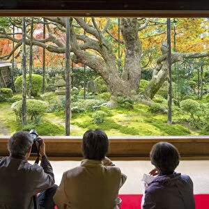 Oldest pine tree at the Hosen-in temple in Ohara, Kyoto, Japan