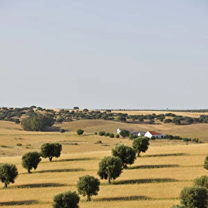 Olive groves and harvest of wheat near Serpa. Alentejo, Portugal