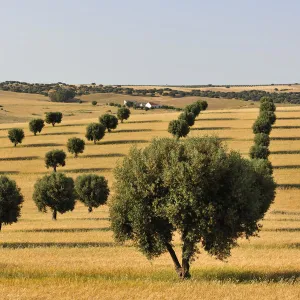 Olive groves and harvest of wheat near Serpa. Alentejo, Portugal