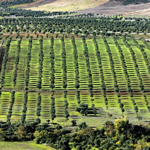 Olive groves in the Monsaraz region, Alentejo, Portugal
