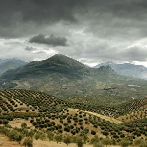 Olive tree fields in Sierra Magina. Jaen, Andalucia, Spain
