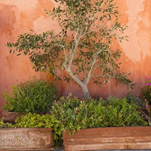 Olive tree against an ochre wall, Oia, Santorini (Thira), Cyclades Islands, Greece