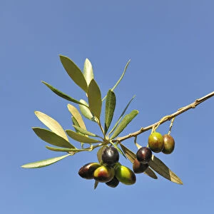 Olives, Alentejo, Portugal