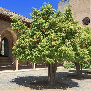 Orange trees, Alhambra, Granada, Andalusia, Spain
