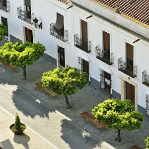 Orange trees decorate the streets of Olivenza. Extremadura, Spain
