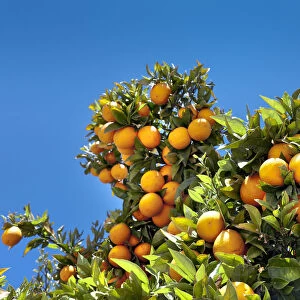 Oranges on a tree, Alentejo, Portugal
