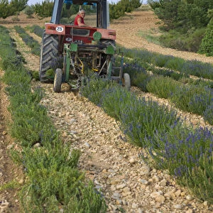 Organic Lavender Harvest, Provence-Alpes-Cote d Azur, France