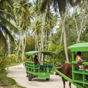 Ox Drawn Cart Print, La Digue Island Ox Drawn Cart Print, La Digue Island