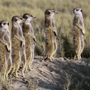 A pack of meerkats on the edge of the Ntwetwe salt