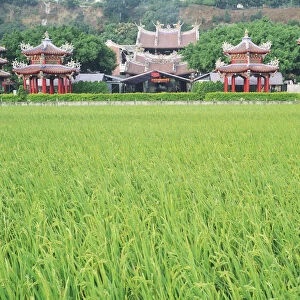 Paddy field in front of Buddhist temple, Taiwan