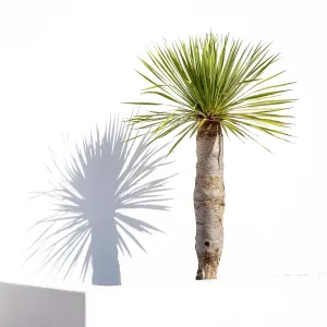Palm Tree Print against White Wall, Lanzarote Palm Tree Print against White Wall, Lanzarote