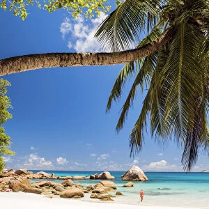 Palm Tree over Anse Lazio Beach, Praslin, Seychelles