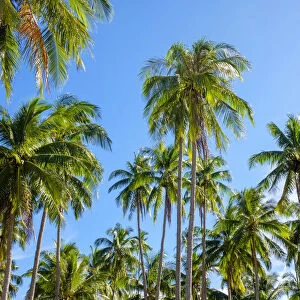 Palm tree plantation at Nacpan Beach, El Nido, Palawan, Philippines