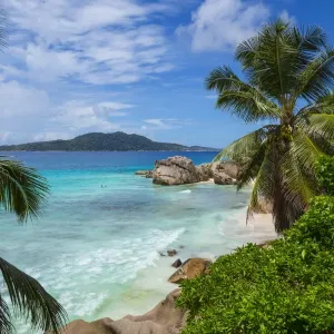 Palm Tree Print of La Digue Beach Palm Tree Print of La Digue Beach
