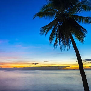 Palm tree at sunset on San Juan beach, San Juan, Siquijor Island, Central Visayas