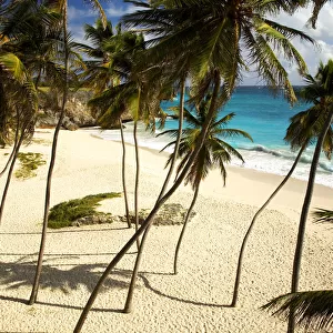 Palm Trees, Bottom Bay, Barbados, West Indies