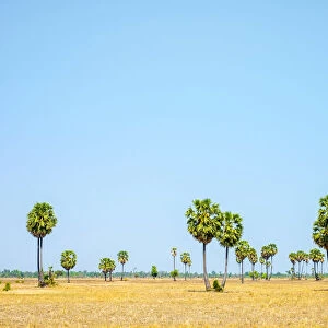 Palm trees and blue sky, empty Cambodian landscape, Siem Reap Province, Cambodia