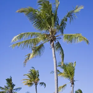 Palm trees on Ibo Island