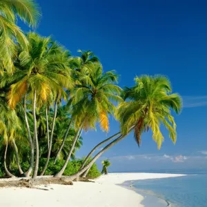 Palm Trees Print, Tropical Beach Scene Palm Trees Print, Tropical Beach Scene