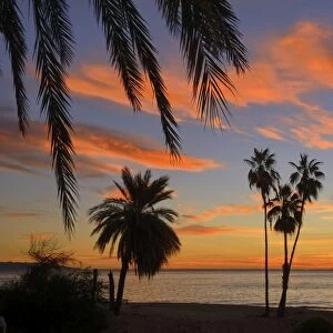 Palm trees at sunset in La ventana, Baja California Sur, Mexico